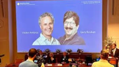 Nobel Prize 2024: Victor Ambrose and Gary Ruvkon awarded Nobel Prize for discovery of mRNA