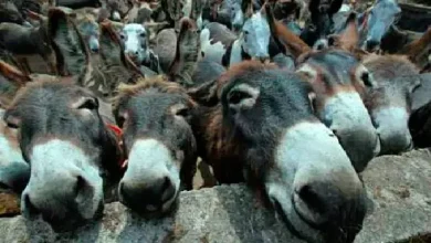 Now Pakistan will make money by killing donkeys: agreement with China