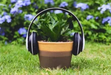 Plants flourish more by listening to music...