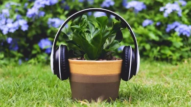 Plants flourish more by listening to music...