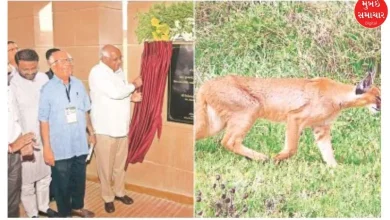 Poacher caught with wild animal meat from protected chadwa rakhal