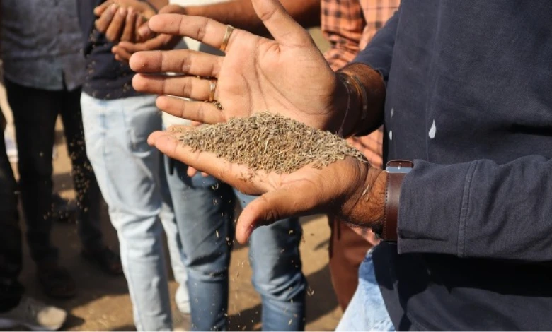 Possible delay in sowing of cumin due to deteriorating weather in Saurashtra