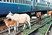 Rage among cow lovers due to death of seven cows after being hit by a railway engine in Nakhtrana