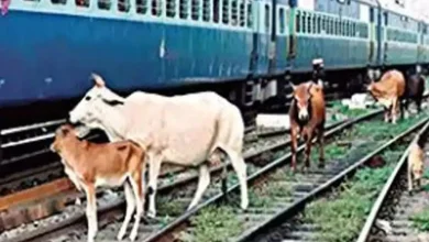 Rage among cow lovers due to death of seven cows after being hit by a railway engine in Nakhtrana