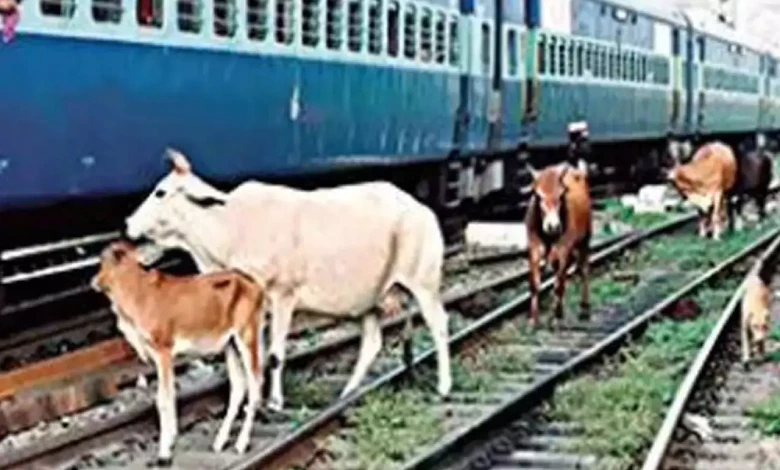 Rage among cow lovers due to death of seven cows after being hit by a railway engine in Nakhtrana