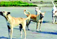 stray dogs are barking a nationwide disaster