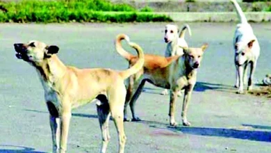 stray dogs are barking a nationwide disaster