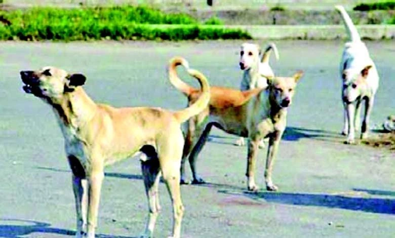 stray dogs are barking a nationwide disaster