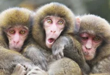 Three monkeys and three ideal errors