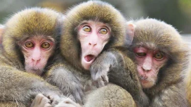 Three monkeys and three ideal errors