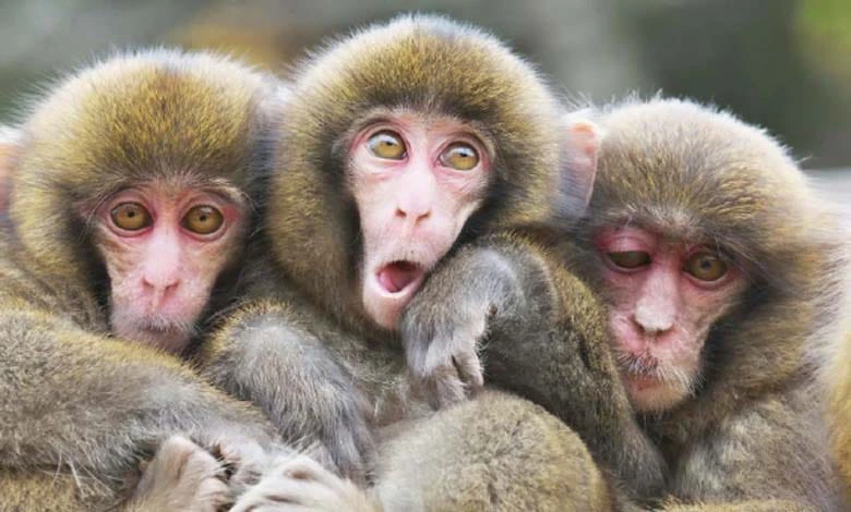 Three monkeys and three ideal errors