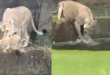 To save the cub in the puddle, the lioness did something like this... Watch this video...