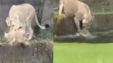 To save the cub in the puddle, the lioness did something like this... Watch this video...