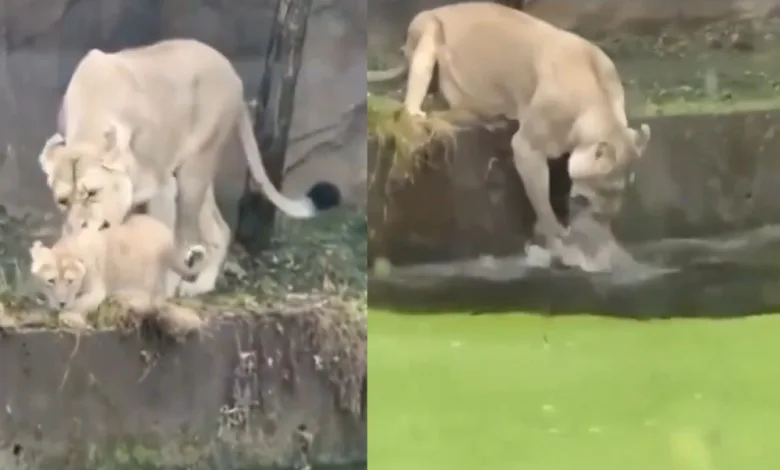 To prevention  the cub successful  the puddle, the lioness did thing  similar  this... Watch this video...