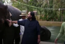 Thanks to Anant Ambani, African elephants will get life donation, know how.