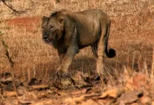 asiatic lions roaming in barda hills safari park gujarat