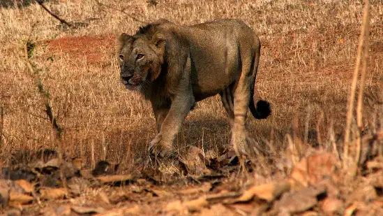 asiatic lions roaming in barda hills safari park gujarat