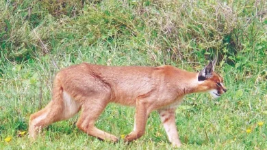 Now a breeding center for this endangered animal will be started in Kutch, a good effort by Govt