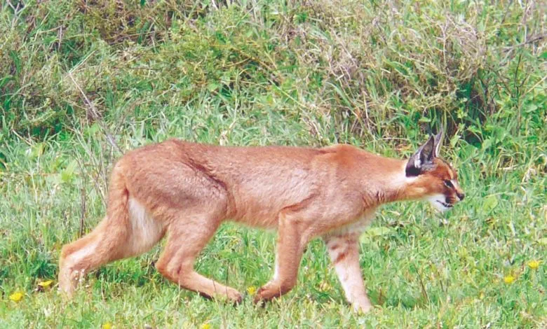 Now a breeding center for this endangered animal will be started in Kutch, a good effort by Govt