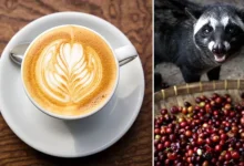 Hmm… coffee made from animal poo? One is the most expensive coffee in the world!