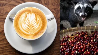 Hmm… coffee made from animal poo? One is the most expensive coffee in the world!