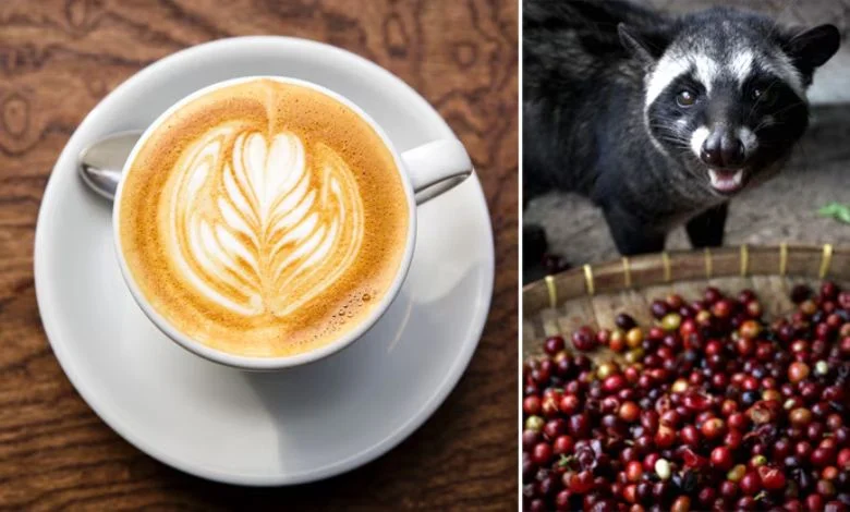 Hmm… coffee made from animal poo? One is the most expensive coffee in the world!