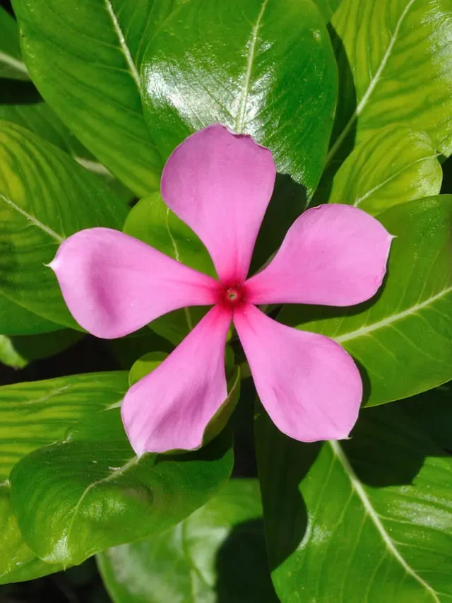 આ ફૂલ કે જડીબુટ્ટી