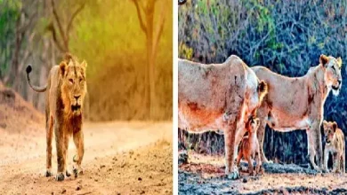 Travel Plus : The gates of Gir National Park are opening, let's meet Savaj, the glory of Gujarat...