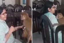 monkey clings to woman, bhajan singing, devotional song, viral video