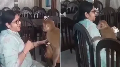 monkey clings to woman, bhajan singing, devotional song, viral video