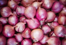 Theft of onions, not gold and silver: The farmer was sleeping and the thief stole 400 maunds of onions