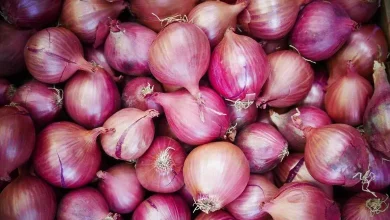 Theft of onions, not gold and silver: The farmer was sleeping and the thief stole 400 maunds of onions