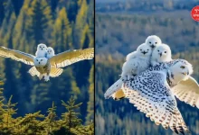 Viral Video: The owl put the baby on its back and... if you see it, you will say...