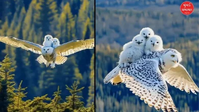 Viral Video: The owl put the baby on its back and... if you see it, you will say...