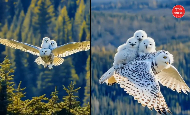 Viral Video: The owl put the baby on its back and... if you see it, you will say...