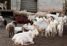 417 sheep and goats were freed while being taken to Ahmedabad in a truck