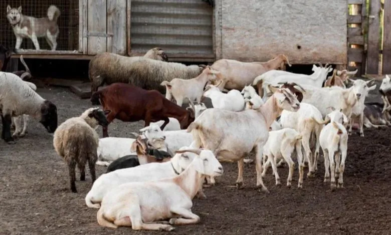 417 sheep and goats were freed while being taken to Ahmedabad in a truck