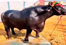 A male buffalo worth 23 crores