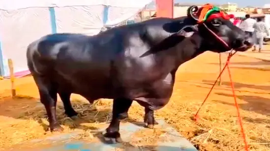 A male buffalo worth 23 crores