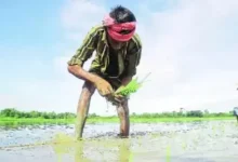 Adivosry for gujarat famers winter crop