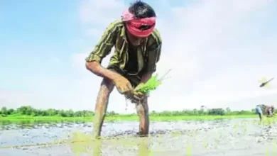 Adivosry for gujarat famers winter crop