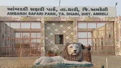 Ambardi Safari Park becomes tourist attraction in Gujarat, people flock for lion sighting