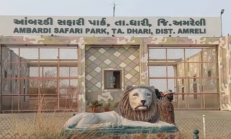 Ambardi Safari Park becomes tourist attraction in Gujarat, people flock for lion sighting