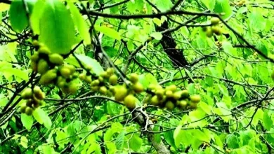 Focus: Rare medicinal tree Dahiman