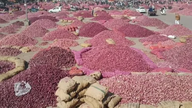 Income of 1.20 lakh cut of onion in Rajkot's Gondal market yard, optimism of price reduction