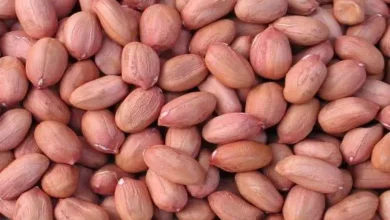 Groundnut purchase at support price began in Gujarat today with fixed prices.