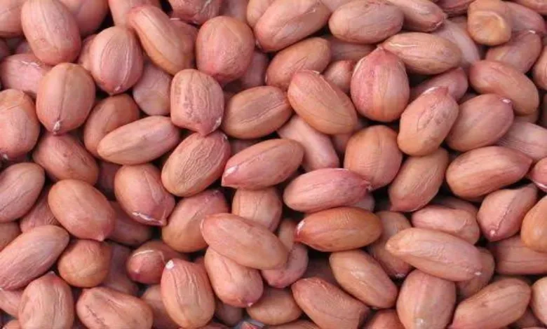 Groundnut purchase at support price began in Gujarat today with fixed prices.