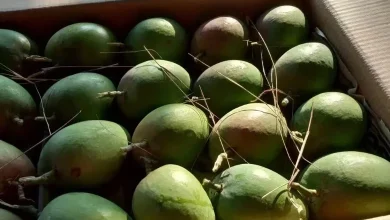 Hafoos mangoes are available here in November know how much is the price