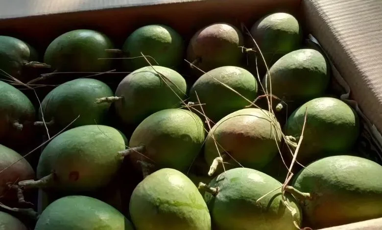 Hafoos mangoes are available here in November know how much is the price