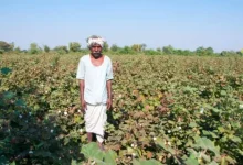 Late winter causes huge loss to agriculture in Gujarat, farmers are worried